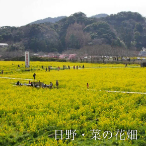 日野・菜の花畑