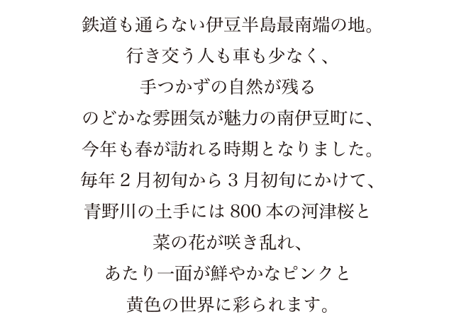 鉄道も通らない伊豆半島最南端の地。行き交う人も車も少なく、手つかずの自然が残るのどかな雰囲気が魅力の南伊豆町に、今年も春が訪れる時期となりました。毎年2月初旬から3月初旬にかけて、青野川の土手には800本の河津桜と菜の花が咲き乱れ、あたり一面が鮮やかなピンクと黄色の世界に彩られます。