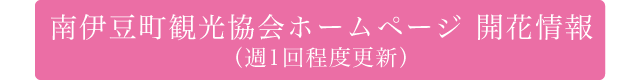 南伊豆町観光協会ホームページ 開花情報（週1回程度更新）