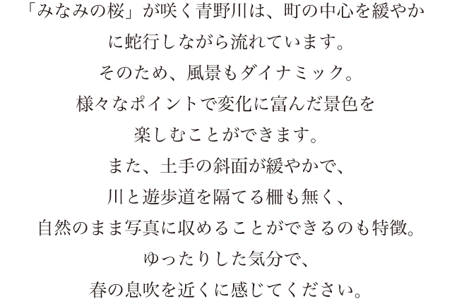 「みなみの桜」が咲く青野川は、町の中心を緩やかに蛇行しながら流れています。そのため、風景もダイナミック。様々なポイントで変化に富んだ景色を楽しむことができます。また、土手の斜面が緩やかで、川と遊歩道を隔てる柵も無く、自然のまま写真に収めることができるのも特徴。ゆったりした気分で、春の息吹を近くに感じてください。