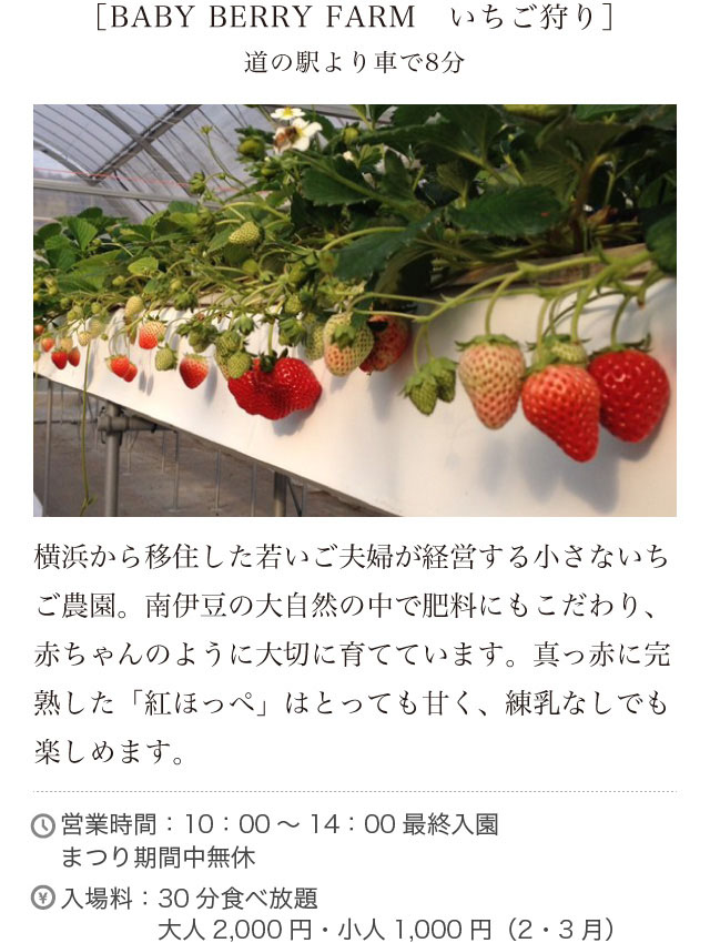 ［BABY BERRY FARM　いちご狩り］道の駅より車で8分