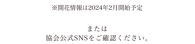 ※開花情報は2024年2月開始予定 または協会公式SNSをご確認ください。