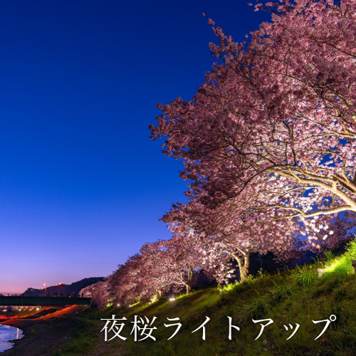 夜桜ライトアップ