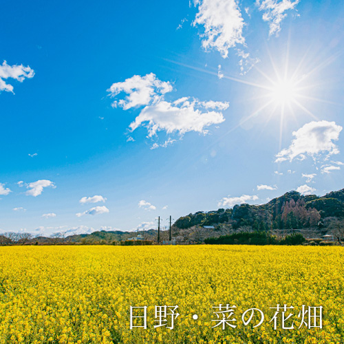 日野・菜の花畑