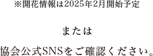 ※開花情報は2025年2月開始予定 または協会公式SNSをご確認ください。